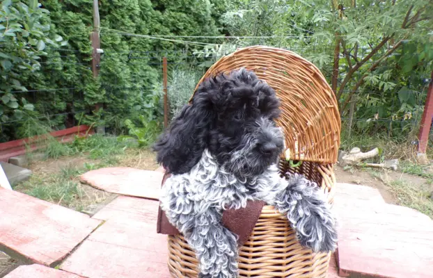 Cockapoo biało/ czarne i Blue Roan, 5 miesięcy, 6