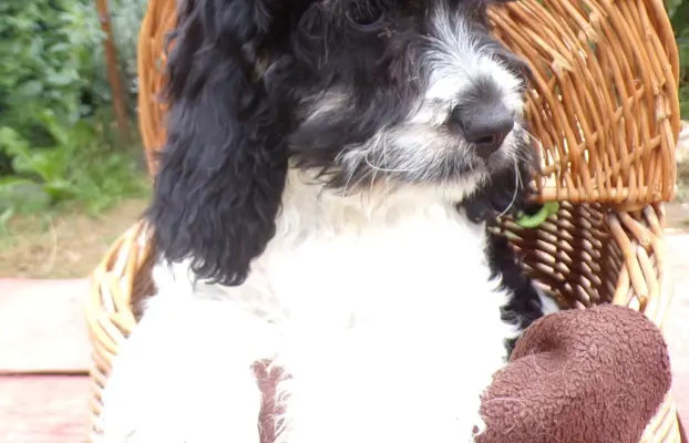 Cockapoo biało/ czarne i Blue Roan, 5 miesięcy, 7