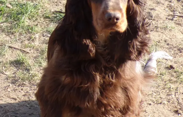 Cockapoo biało/ czarne i Blue Roan, 5 miesięcy, 8