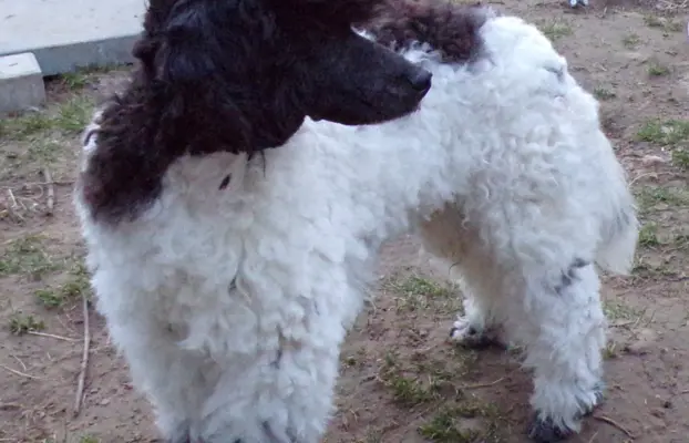 Cockapoo biało/ czarne i Blue Roan, 5 miesięcy, 9
