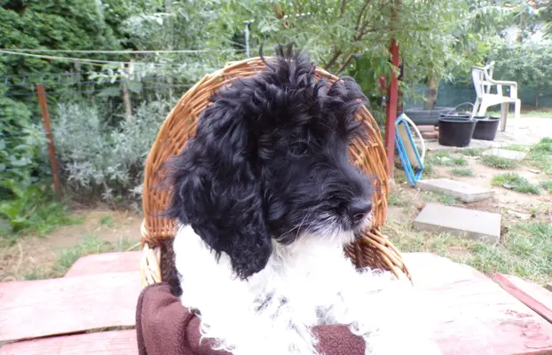 Cockapoo biało/ czarne i Blue Roan, 5 miesięcy, 10