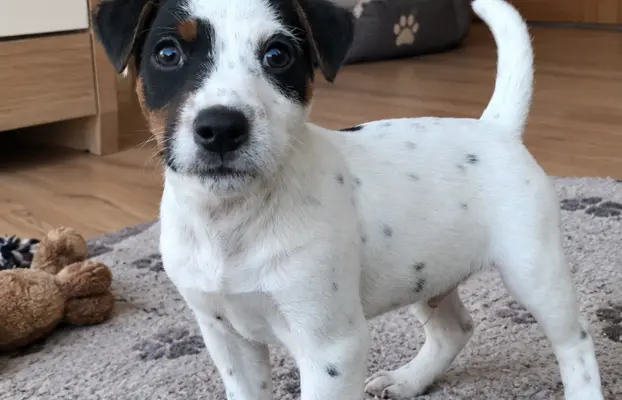 Parson Russell Terrier – piesek i suczka szukają nowych domó 1