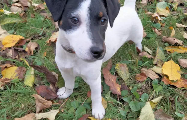 Parson Russell Terrier – piesek i suczka szukają nowych domó 2