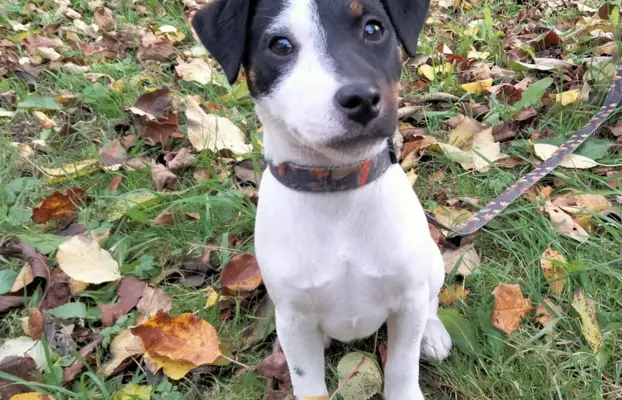 Parson Russell Terrier piesek i suczka szukają nowych domó 2