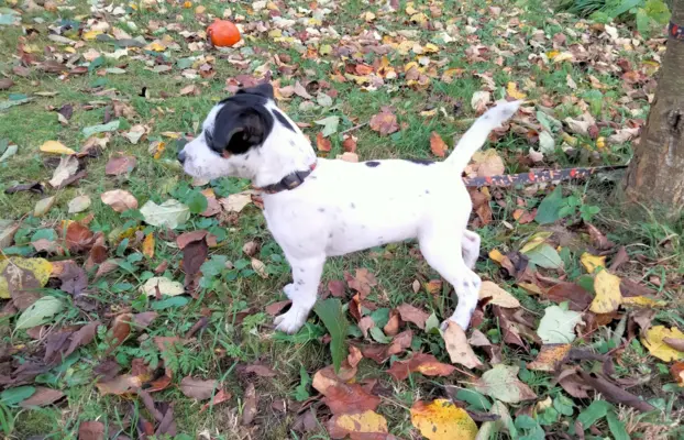 Parson Russell Terrier piesek i suczka szukają nowych domó 3
