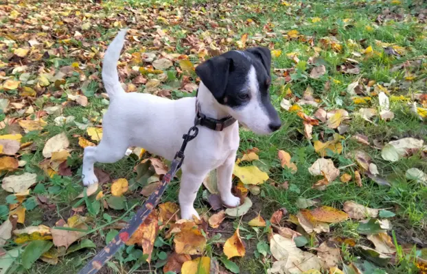 Parson Russell Terrier piesek i suczka szukają nowych domó 4