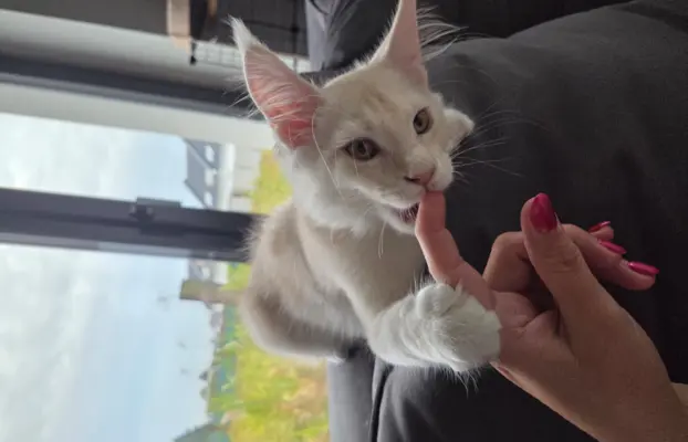 maine coon-cudowne kocurki gotowe na nowy dom 5