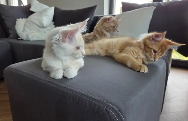 maine coon-cudowne kocurki gotowe na nowy dom 7