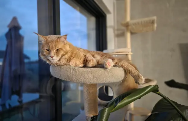 maine coon-cudowne kocurki gotowe na nowy dom 11