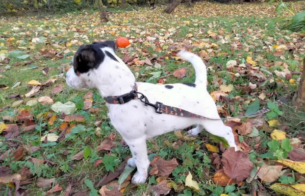 Parson Russell Terrier – piesek i suczka szukają nowych domó 4