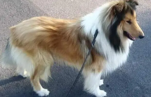 Pies owczarek szkocki collie 1