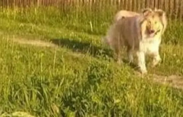 Pies owczarek szkocki collie 2