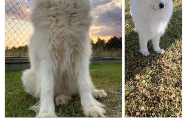 Szczeniaki Samoyed odbiór kwiecień 10