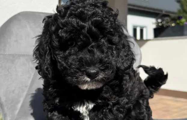 Cockapoo - pudel miniaturowy 4