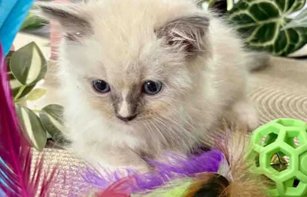 Kocurki Ragdoll - rodowód FPL/FIFe 2
