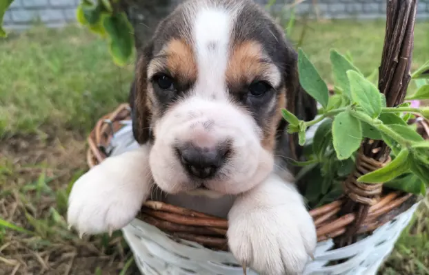 Cudowna sunia rasy Beagle 6