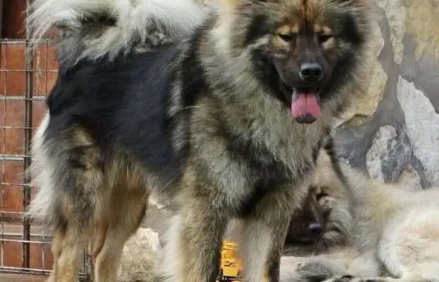 Eurasier - dostepne szczenięta 4