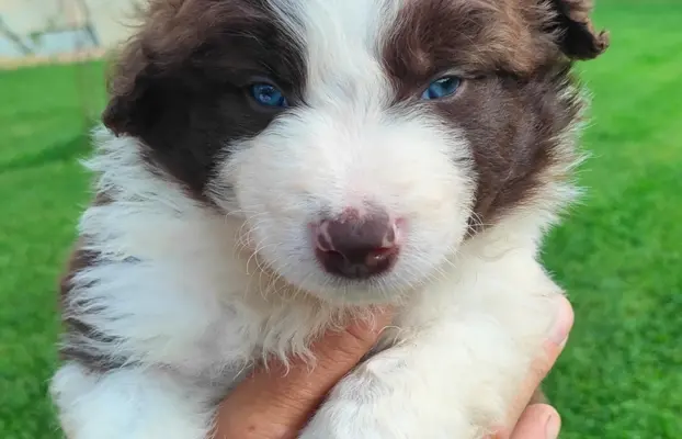 Border collie czekoladowe 1