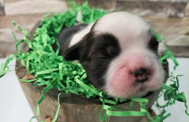 Cudowne szczenięta Shih tzu 1