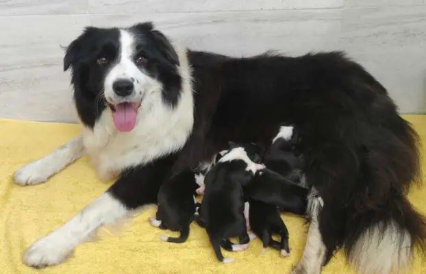Suczka BORDER COLLIE z Hodowli - Rasowa z pełną dok. - Rezer 5