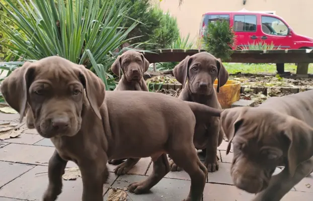 Szczęnięta - Wyżeł Niemiecki Krótkowłosy 4