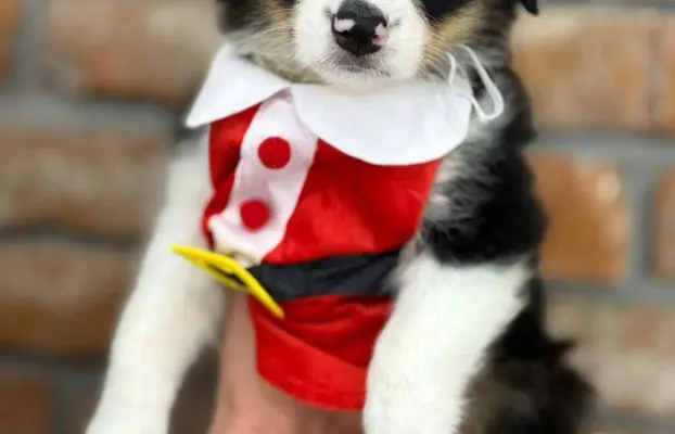 Border Collie szczeniaki 4