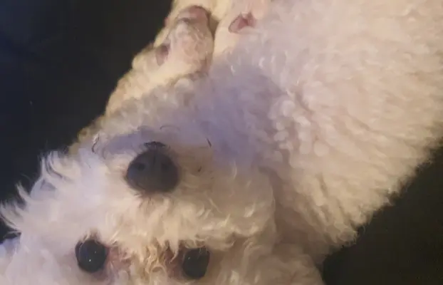 Szczenięta Bichon Frise 2