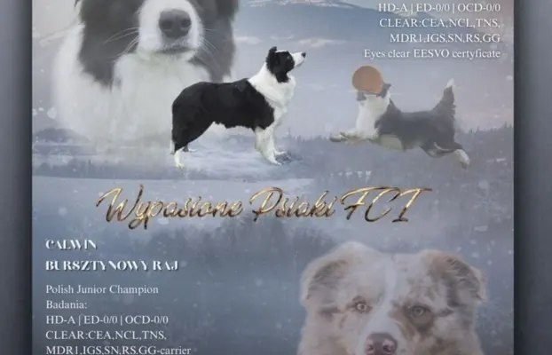 Szczeniak suczka border collie red merle ZKWP FCI 2