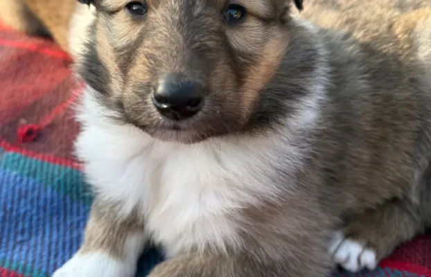 szczeniak owczarek szkocki collie 1