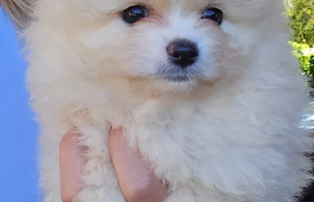 Szpic miniaturowy,pomeranian suczka 1