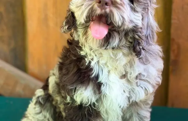 Cockapoo - Merle/Choco/Choco Merle/Silver Merle/Black 2