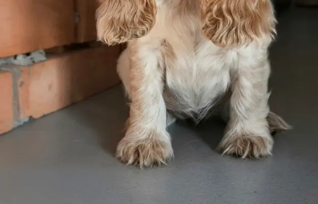 Cocker spaniel angielski szczenięta 1