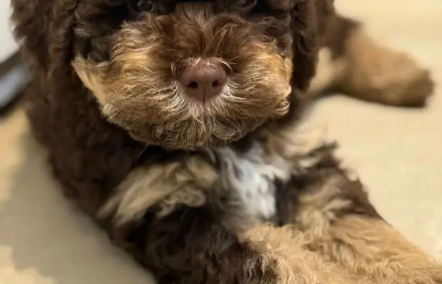 Wyjątkowy szczeniak Lagotto - nieliniejący DOGOTERAPIA ZKwP 9