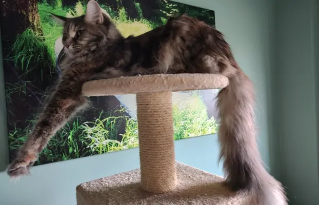 Kotka Maine Coon 5