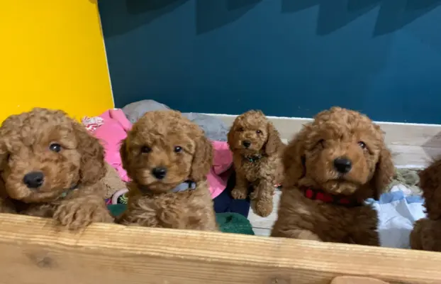 Pudel miniaturowy red 4