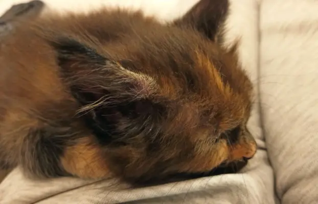 Kotka Aria szuka swojego domku 4