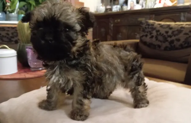 Oferuję do sprzedaży Sunię rasy Rosyjska Bolonka Kolorowa 1