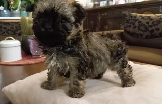 Oferuję do sprzedaży Sunię rasy Rosyjska Bolonka Kolorowa 3