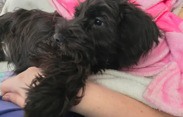 Sznaucer miniaturowy z badaniami genetycznymi 3