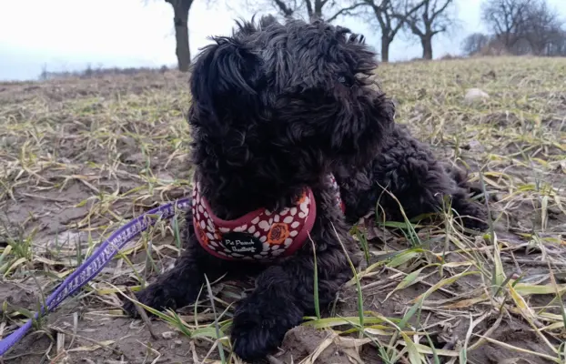 Ice Man piesek rasy Rosyjska Bolonka Kolorowa 6