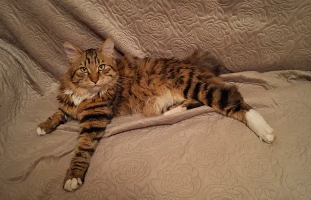 Dostępny reproduktor 2