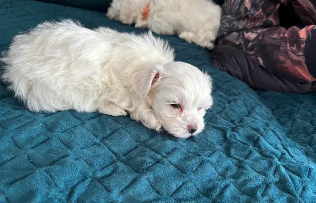 Cudowny maltanczyk 6