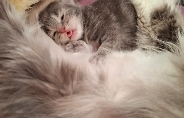 Maleńka Koteczka – ślicznotka z króliczym ogonkiem! 3