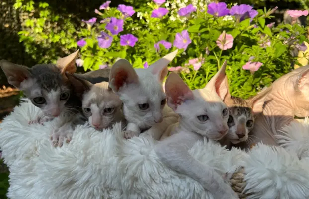Cornish rex kotka lira wychowana z pieskami 6