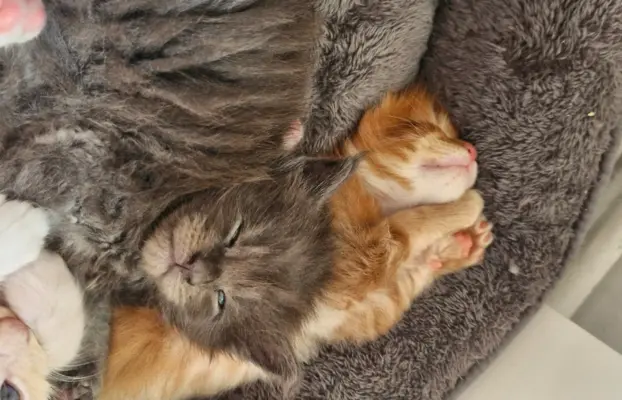 Kotka Maine Coon FPL/FIFE opcja hodowlana 3