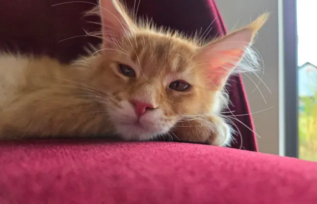 maine coon-cudowne kocurki gotowe na nowy dom 9