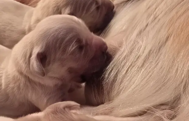 New litter 6