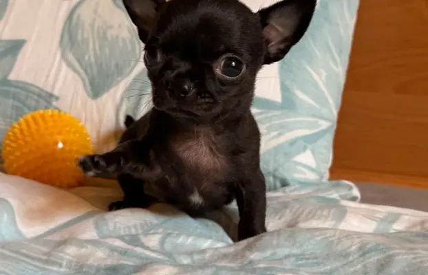 Chihuahua samiec XXS 1