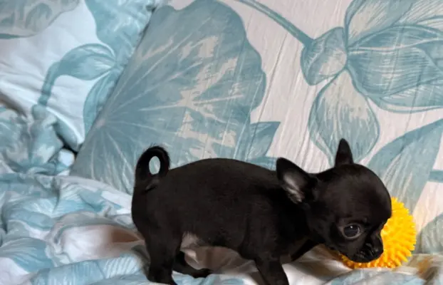 Chihuahua samiec XXS 3