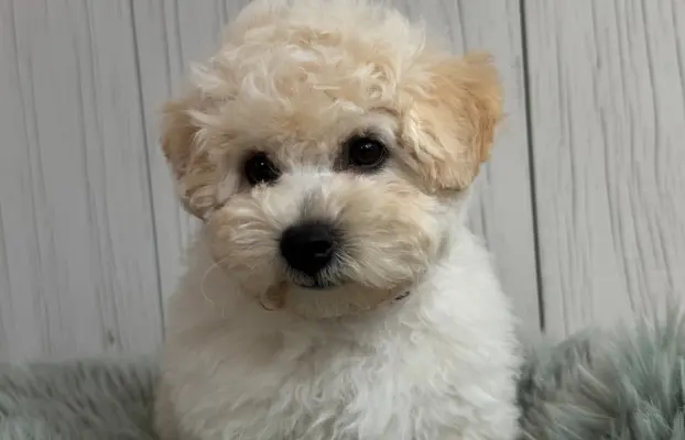 Bichon frise po MultiChampionie, 2